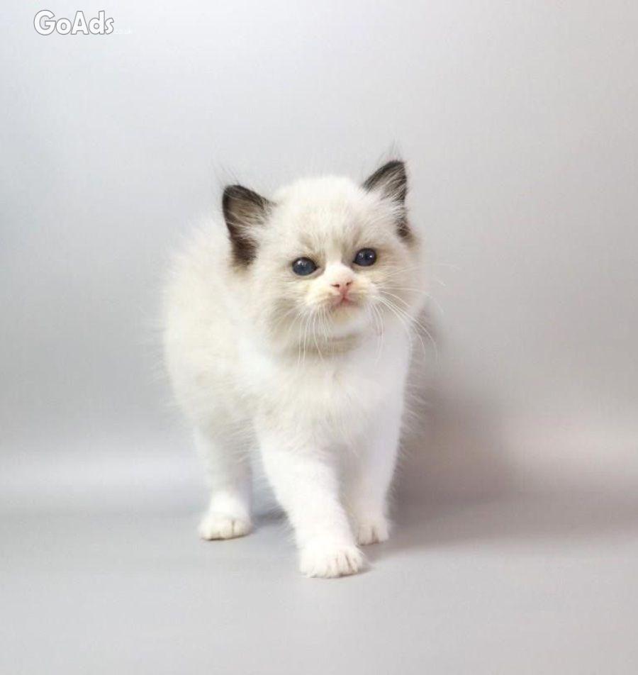Gorgeous kittens for Adoption