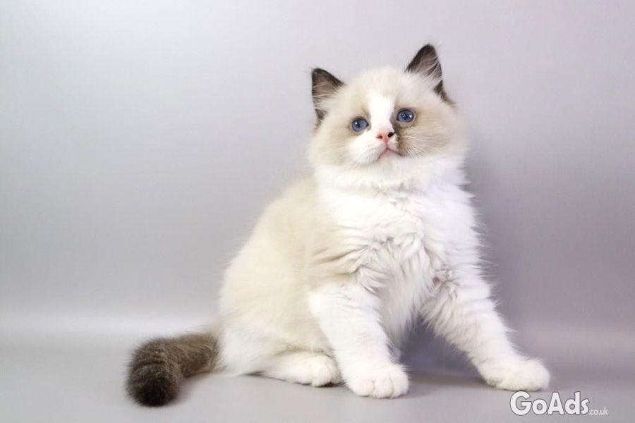 Gorgeous kittens for Adoption