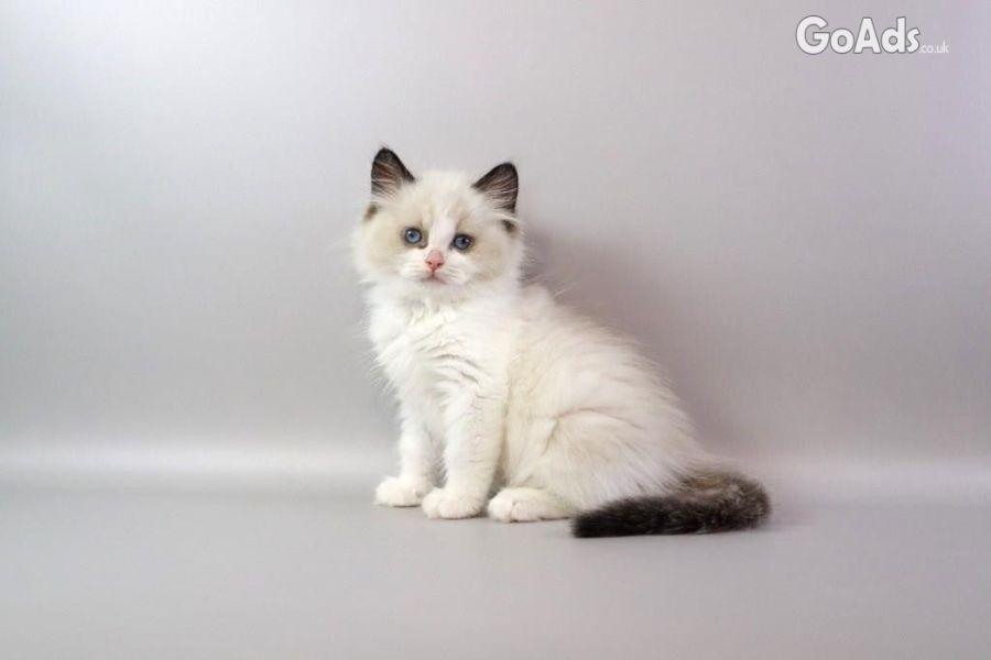 Gorgeous kittens for Adoption