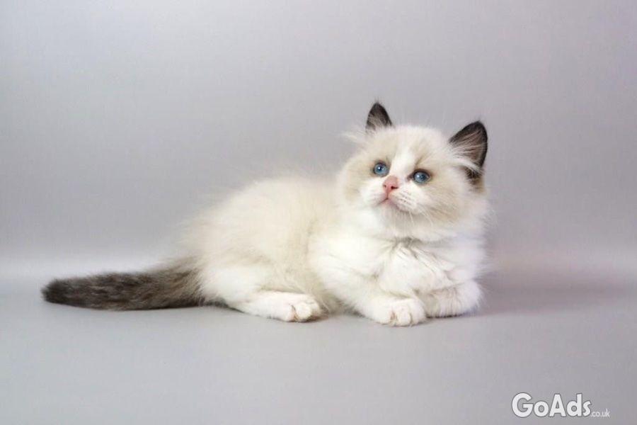 Gorgeous kittens for Adoption