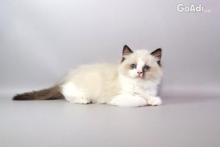 Gorgeous kittens for Adoption