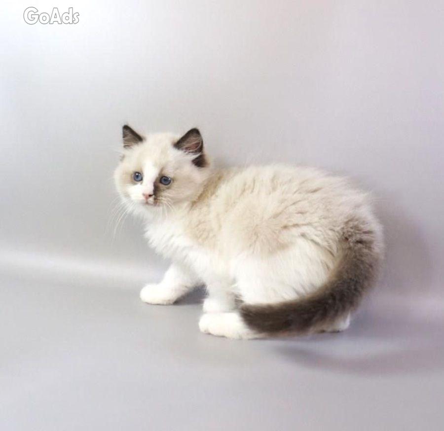 Gorgeous kittens for Adoption