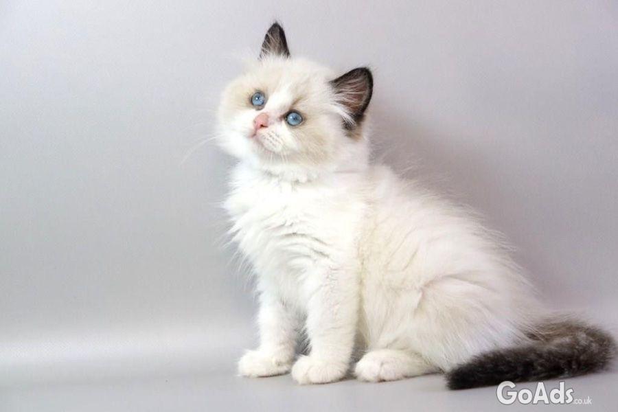 Gorgeous kittens for Adoption