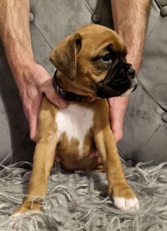 Gorgeous Litter of 9 KC Registered Boxer Puppies