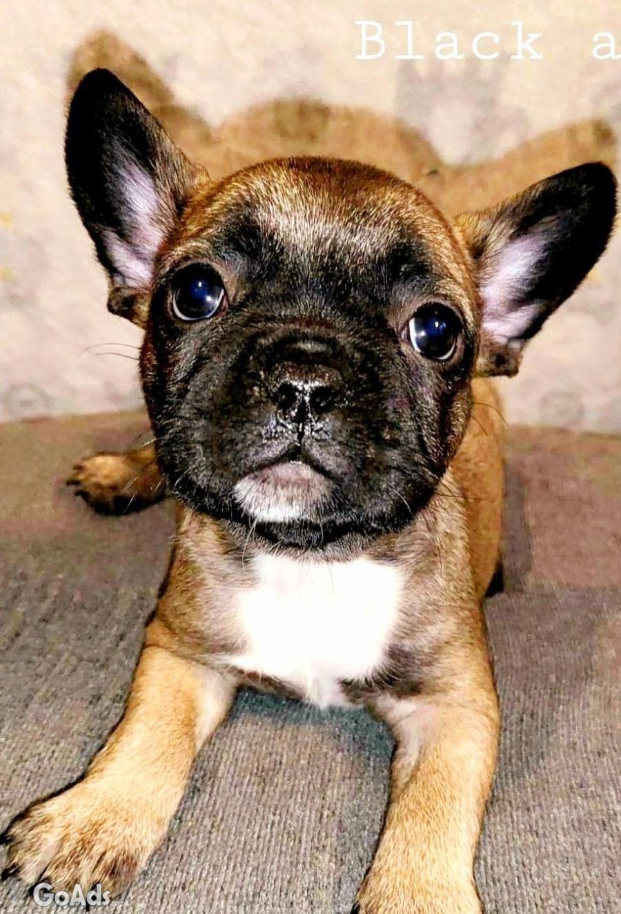 Gorgeous litter of French bulldogs