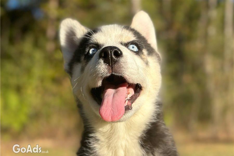 Gorgeous Litter of Siberian Husky Puppies