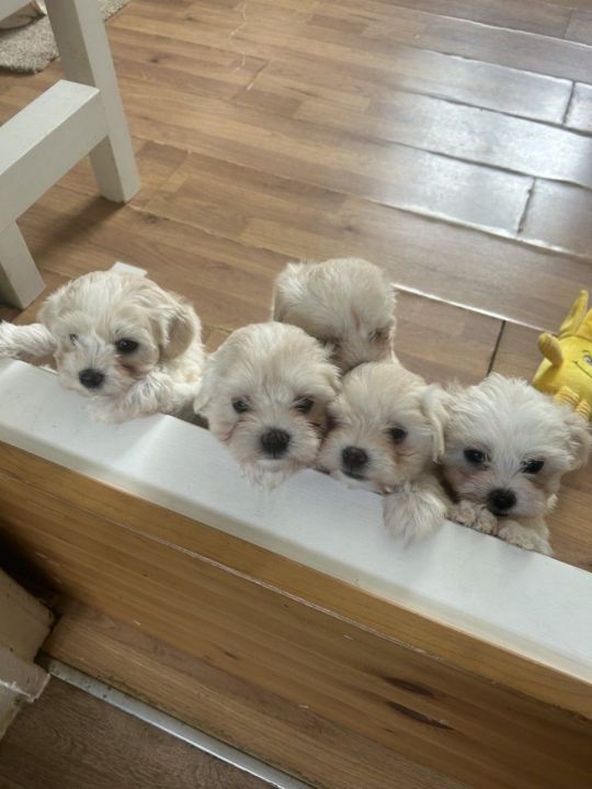 GORGEOUS MALTESE PUPPIES