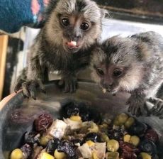 Gorgeous Marmoset Monkeys now available