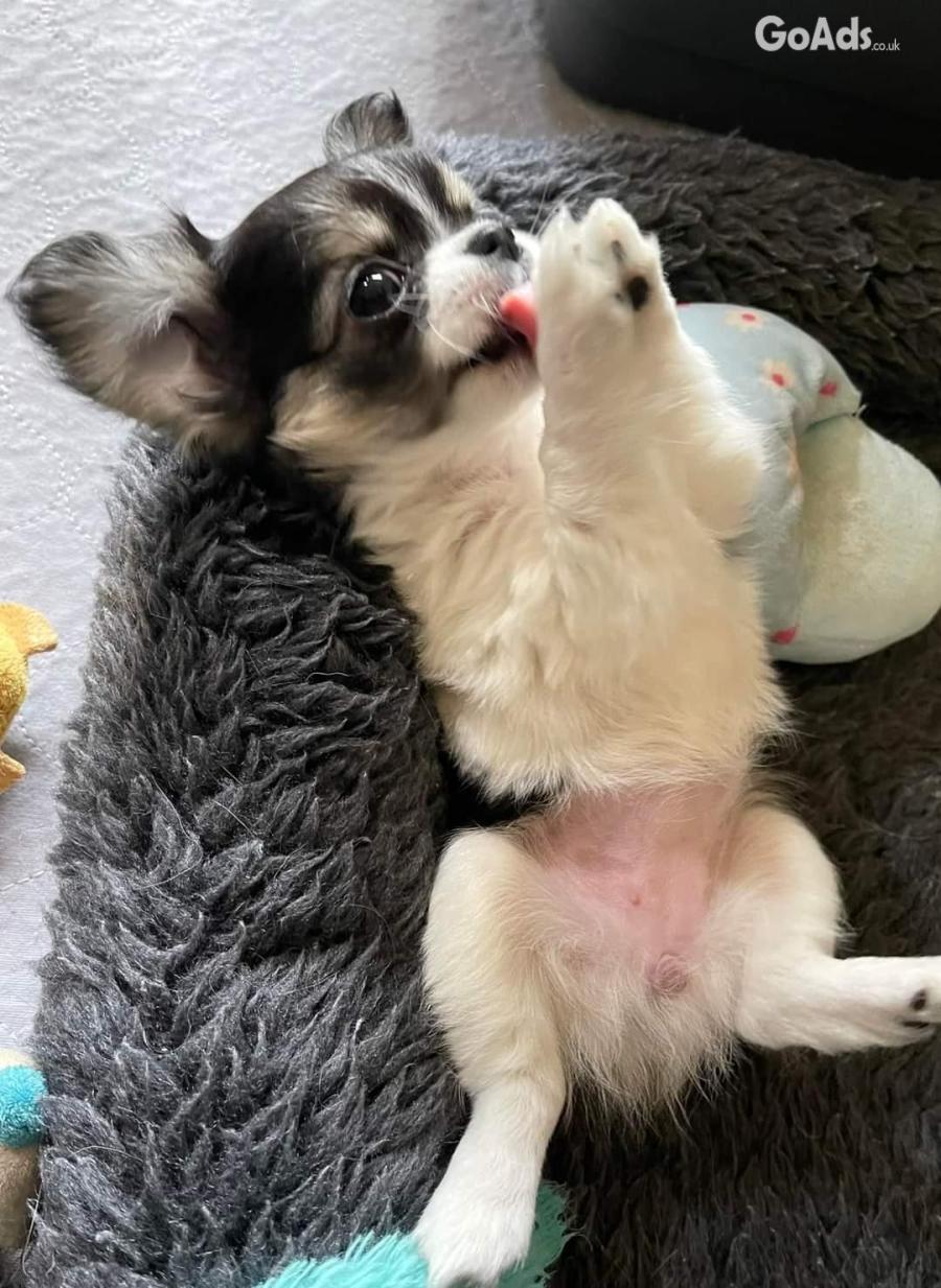 Gorgeous purely bred Chihuahuas