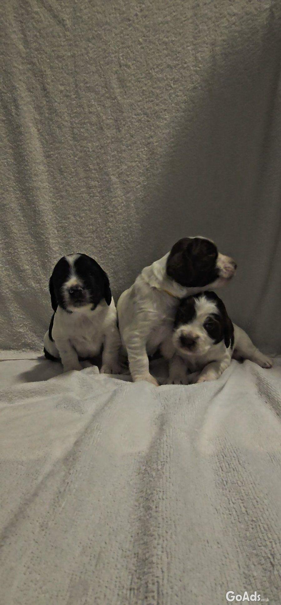 Gorgeous sprocker pups - 2 boys left