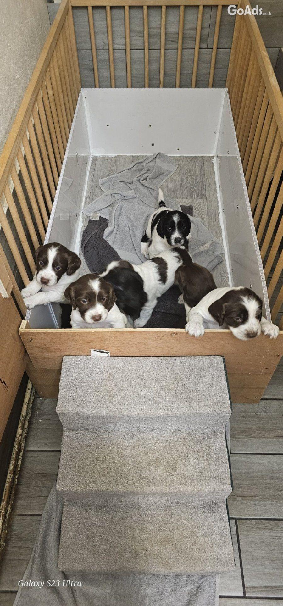 Gorgeous sprocker pups - 2 boys left