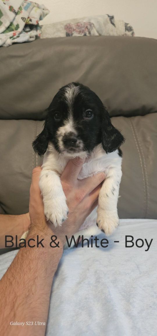 Gorgeous sprocker pups - 2 boys left