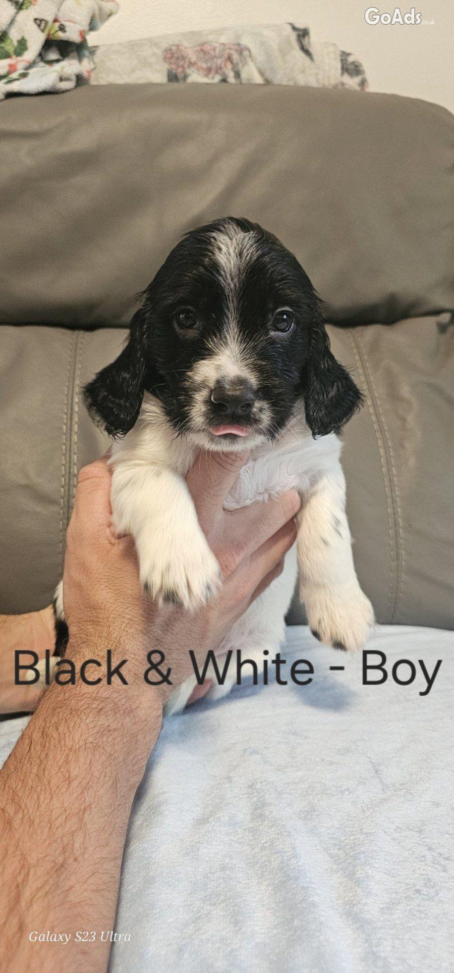 Gorgeous sprocker pups - 2 boys left