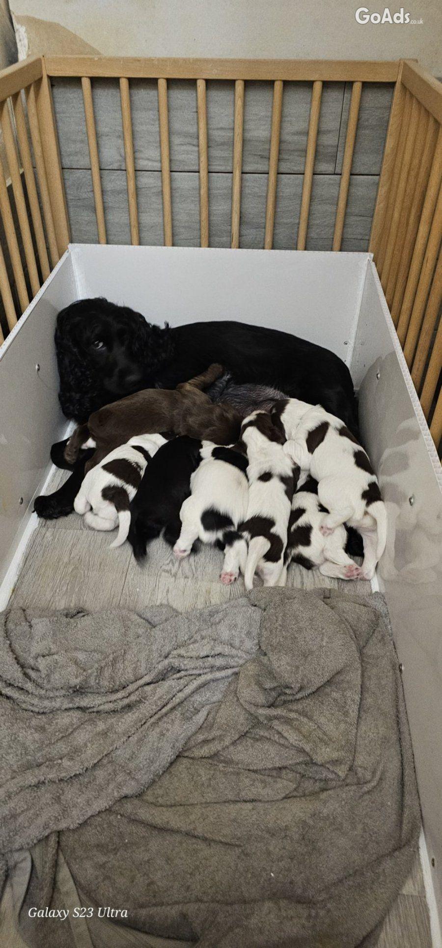 Gorgeous sprocker pups - 2 boys left