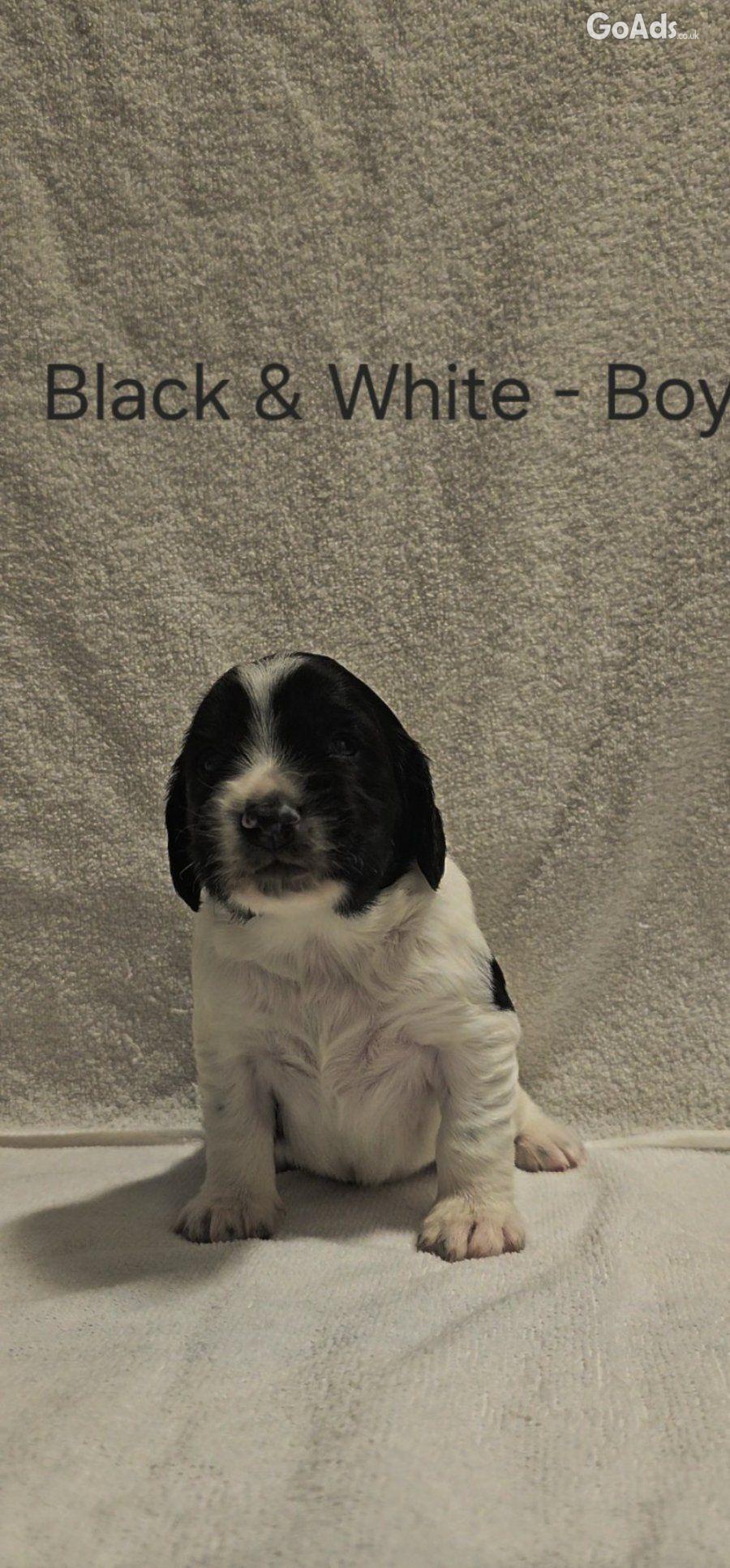 Gorgeous sprocker pups - 2 boys left