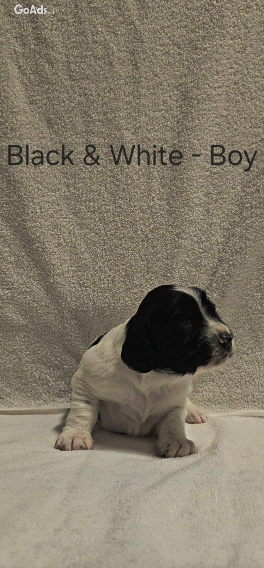 Gorgeous sprocker pups - 2 boys left