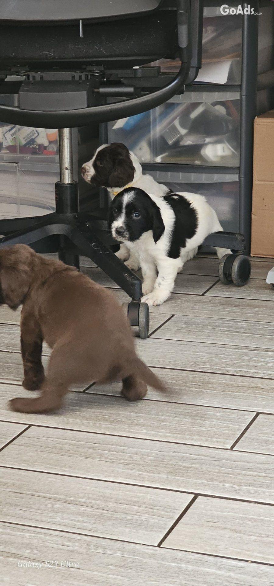 Gorgeous sprocker pups - 2 boys left