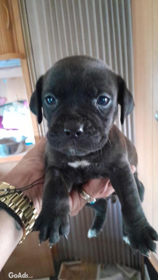 Gorgeous staffador girl puppies available.