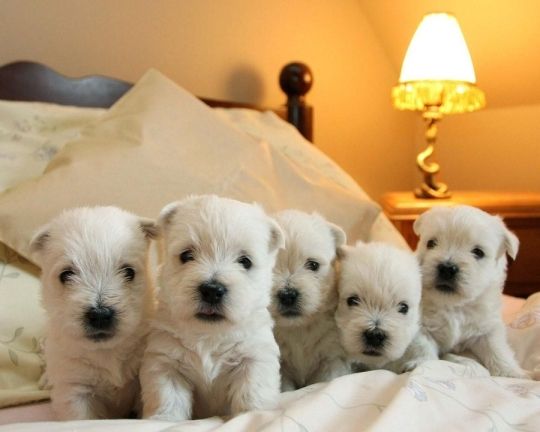 Gorgeous west highland terrier pups.