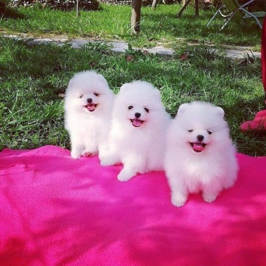 Gorgeous white Teacup Pomeranian Puppies for sale