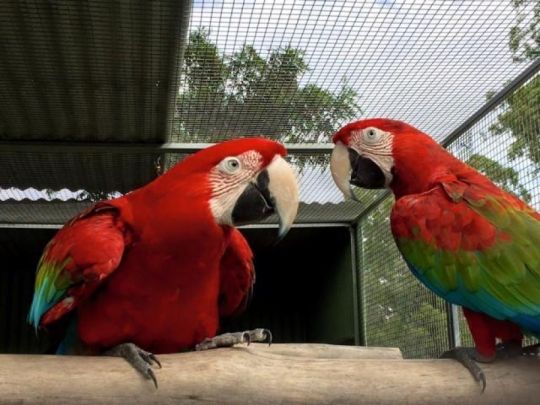 Green-winged macaw parrots are available