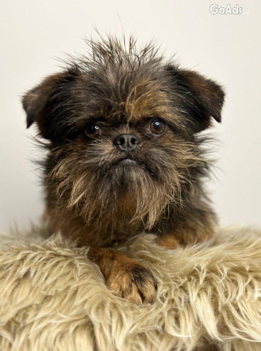Griffon Brussel for sale