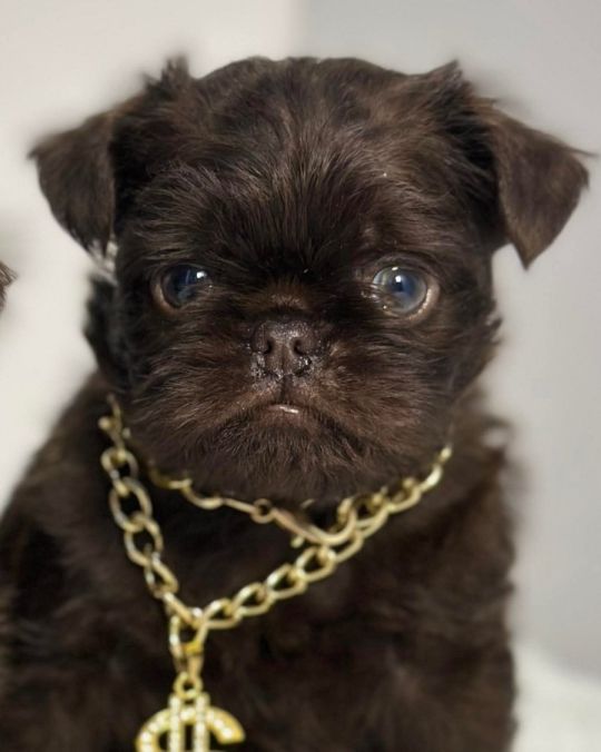 Griffon Brussel pupies
