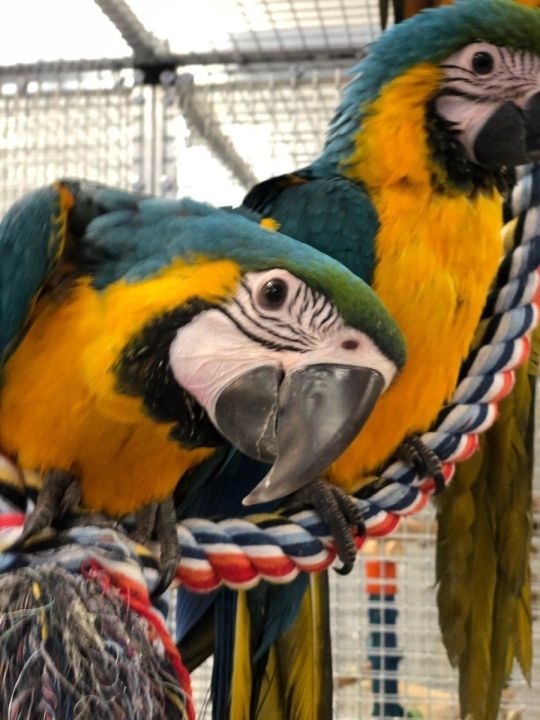 Hand bred  blue and gold macaw parrots