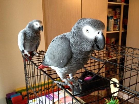 Hand Raised African Grey Parrots Available