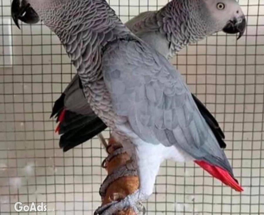 Hand Raised African Grey Parrots Available