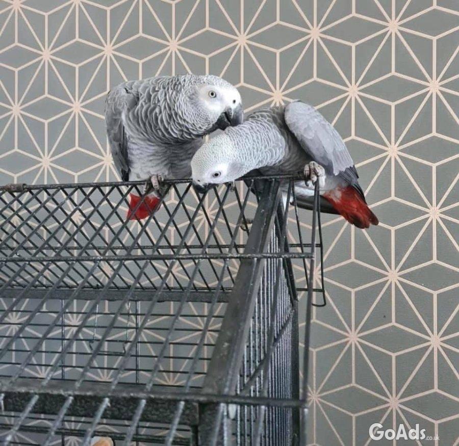 Hand Raised African Grey Parrots Available