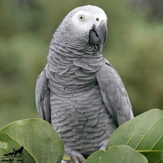 Hand-reared African Grey Parrots available now.