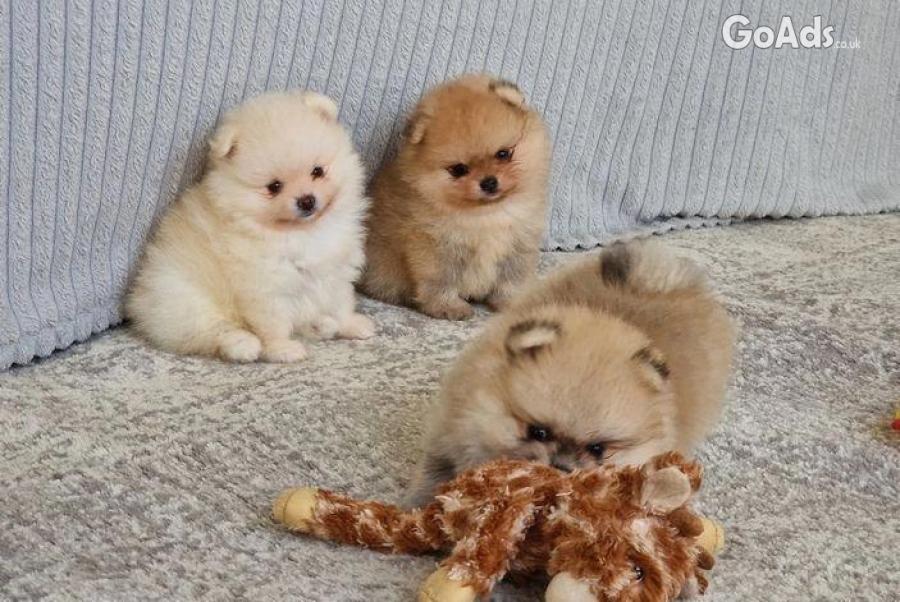 Health Pomeranian puppies ready 