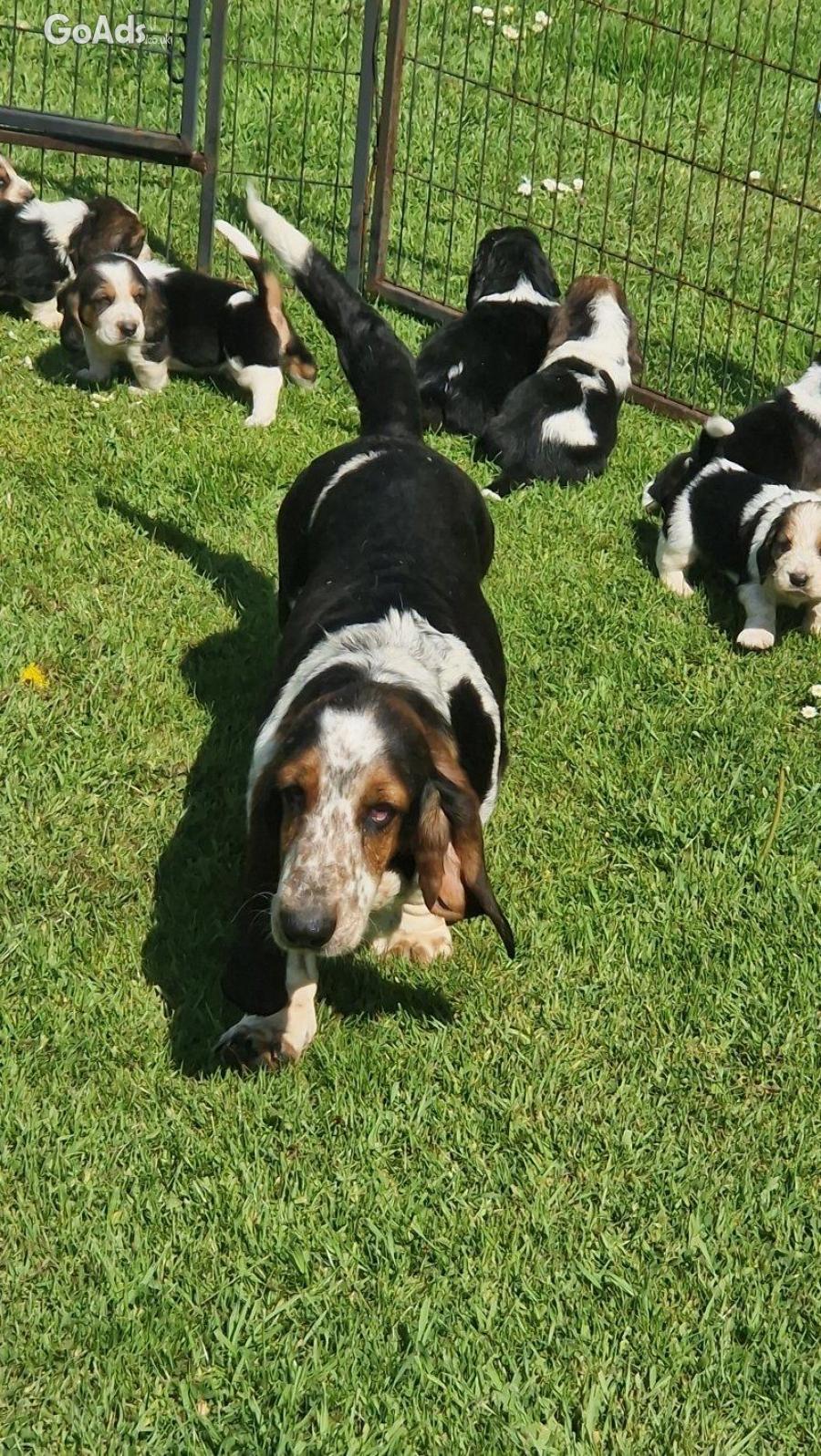 HEALTH TESTED KC BASSET HOUND PUPPIES FROM HEALTH TESTED PARENTS