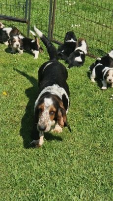 HEALTH TESTED KC BASSET HOUND PUPPIES FROM HEALTH TESTED PARENTS