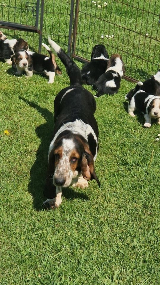 HEALTH TESTED KC BASSET HOUND PUPPIES FROM HEALTH TESTED PARENTS