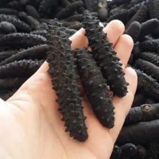 Healthy And Process Sea Food For Sale