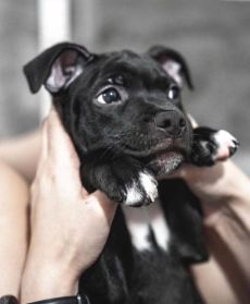 Healthy Blue Eyes Staffordshire Bull Terrier Puppies