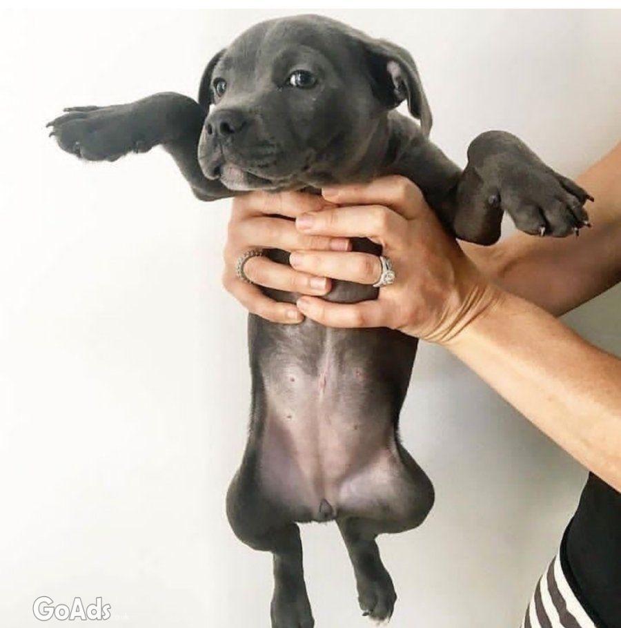 Healthy Blue Eyes Staffordshire Bull Terrier Puppies