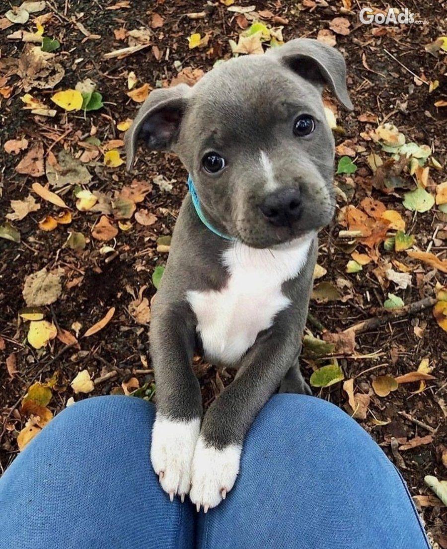 Healthy Blue Eyes Staffordshire Bull Terrier Puppies