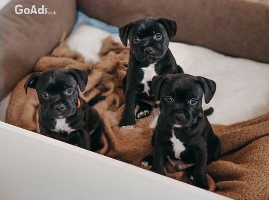 Healthy Blue Eyes Staffordshire Bull Terrier Puppies