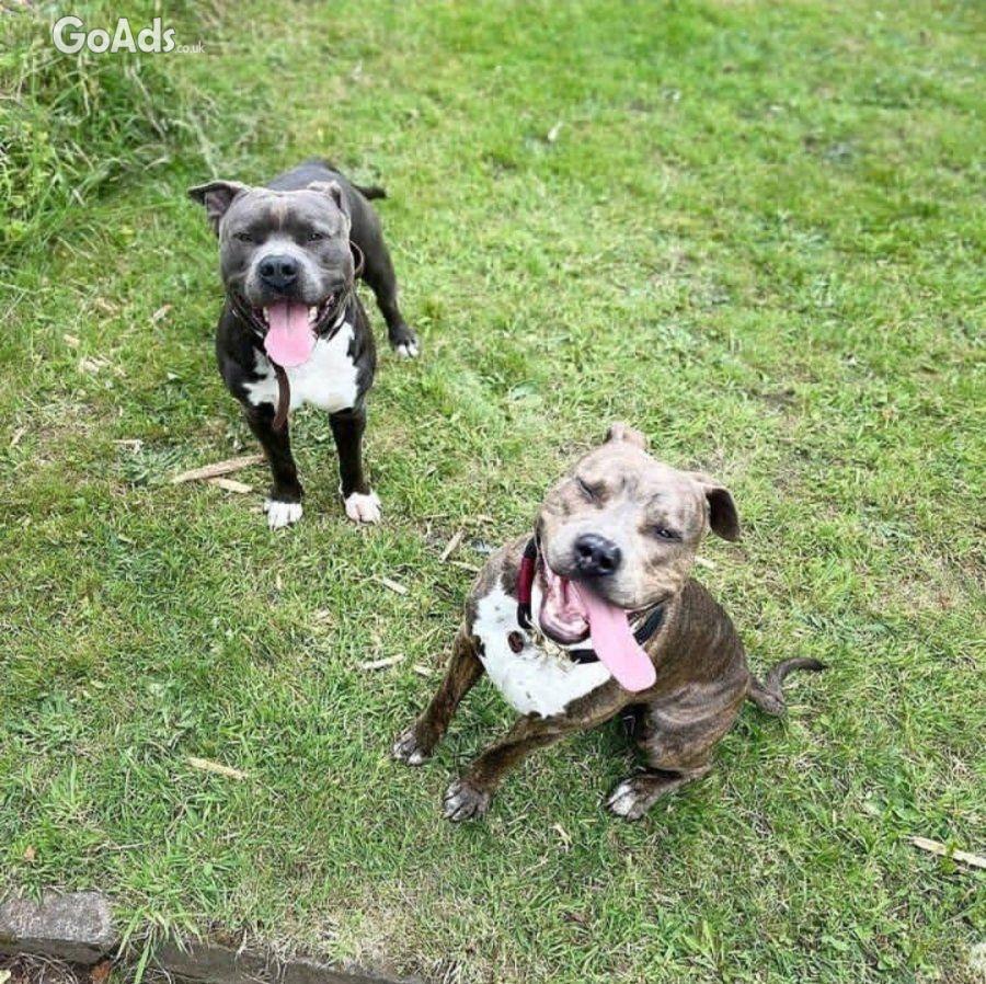 Healthy Blue Eyes Staffordshire Bull Terrier Puppies