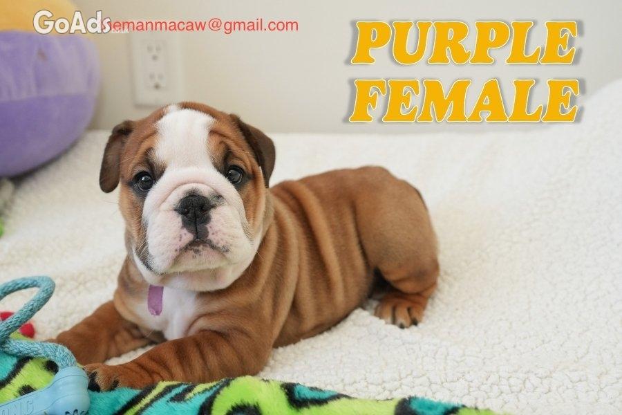 Healthy english bulldog puppies