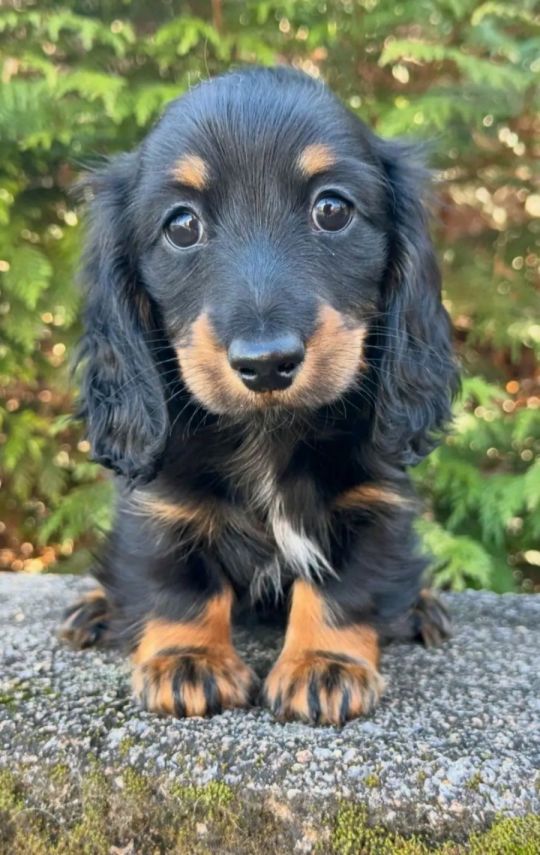 Healthy Female Dachshund Puppy