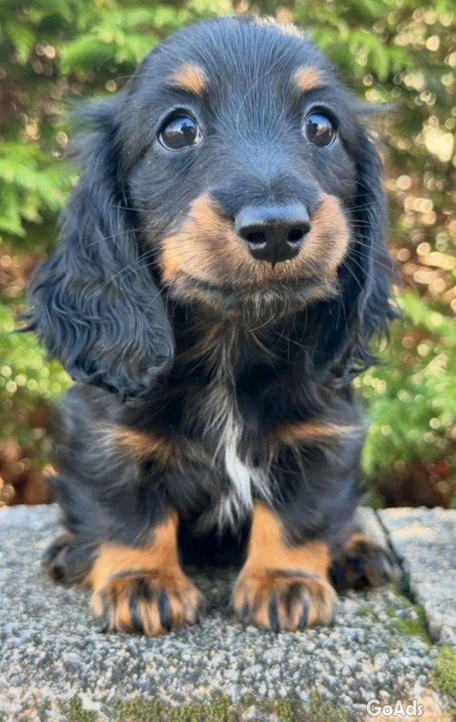 Healthy Female Dachshund Puppy