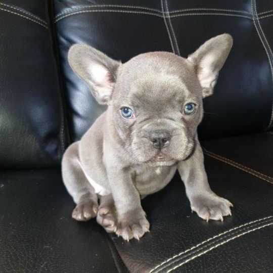 Healthy french bulldog puppies for adoption