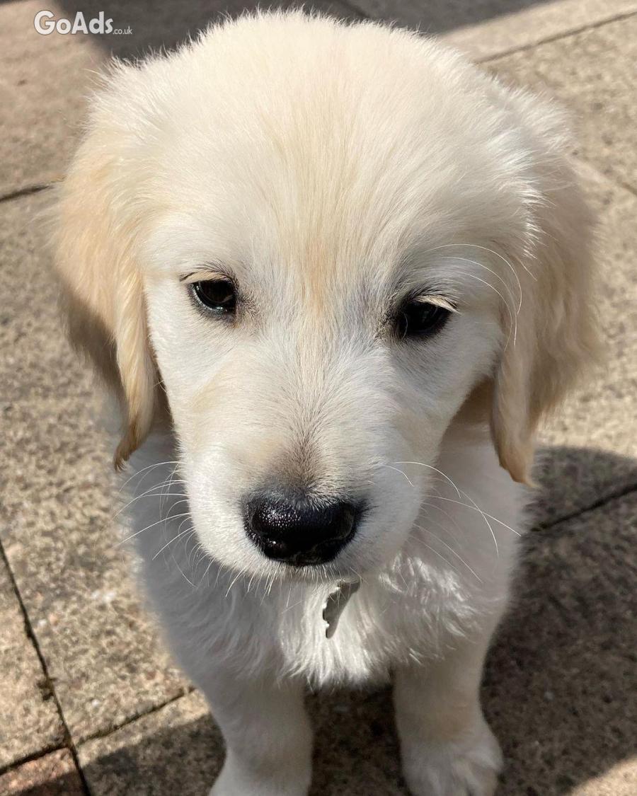 Healthy Golden Retriever puppies available 