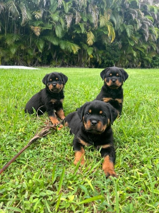 Healthy kc rottweiler puppies