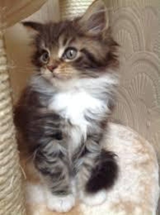 Healthy Maine Coon kittens