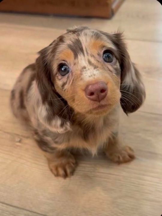 Healthy Male Dachshund Puppy Home Raised